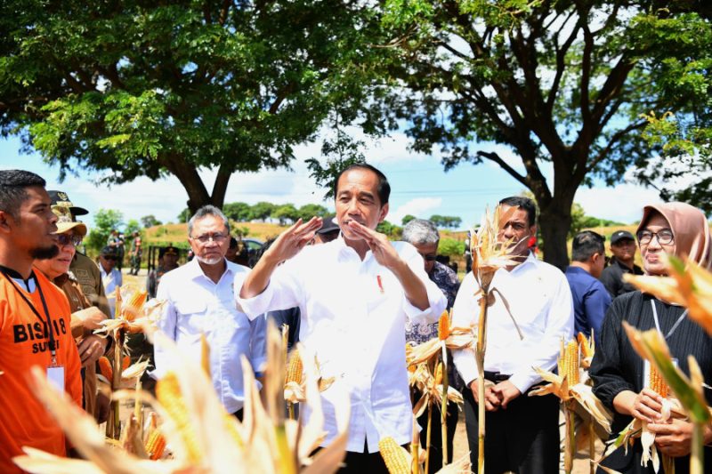 Tinjau Panen Jagung di Sumbawa, Presiden Tegaskan Pentingnya Keseimbangan Harga